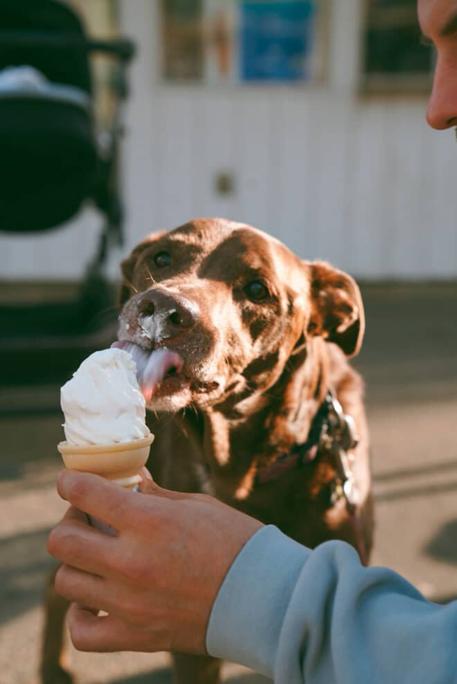 Pet Lovers Collection