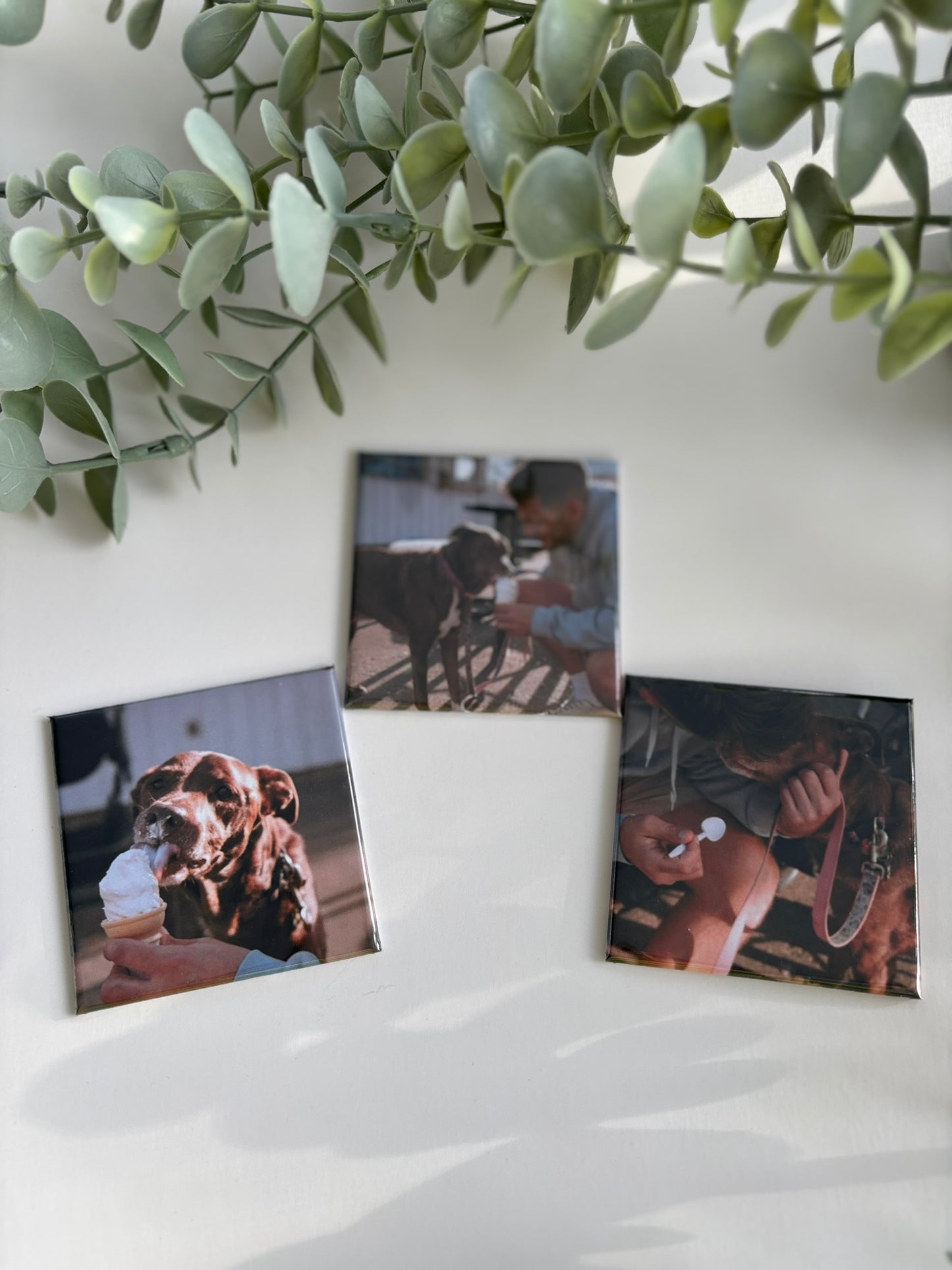 Three magnet prints of people and a dog on a white surface with green leaves above.