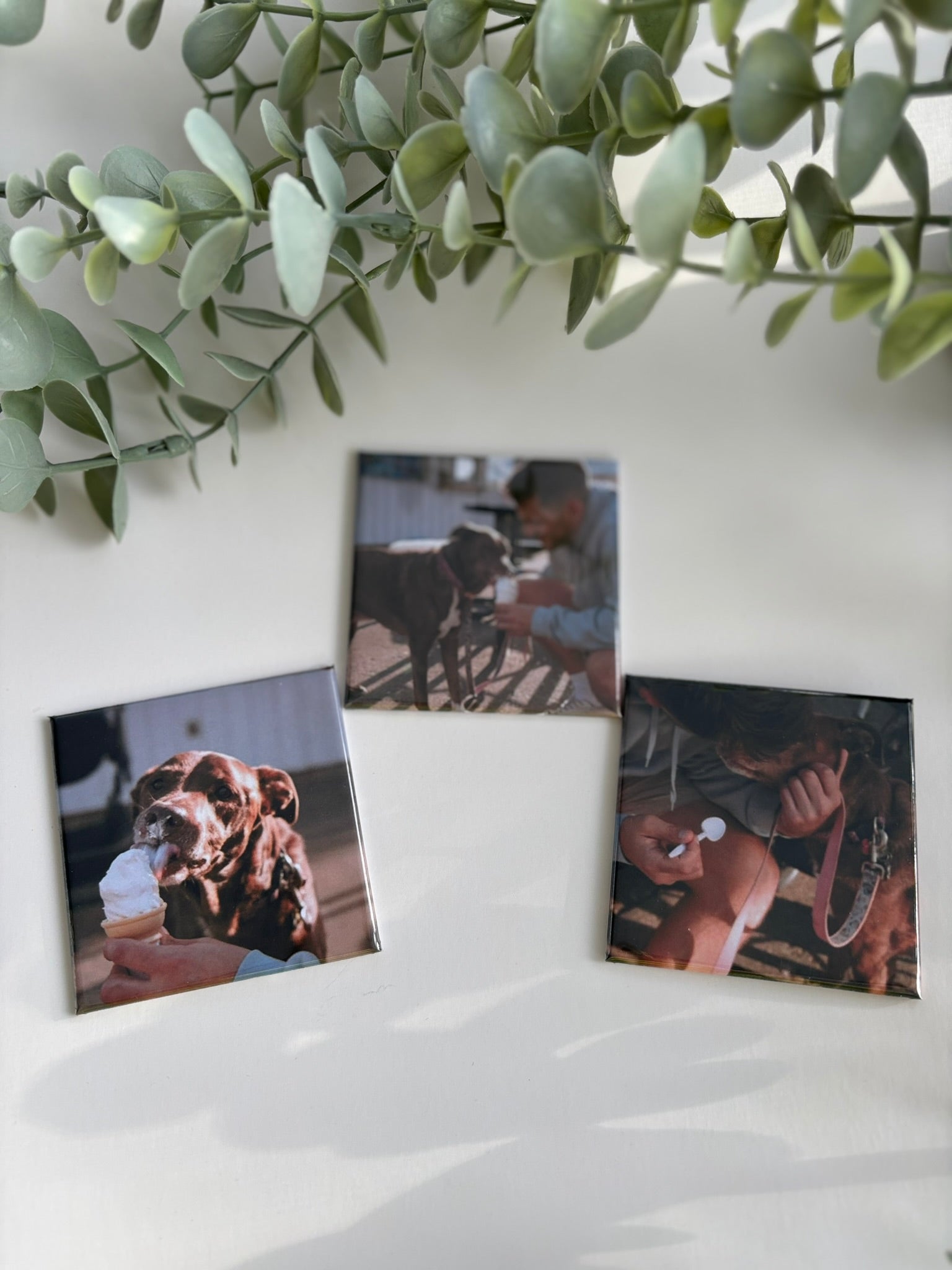 Three magnet prints of people and a dog on a white surface with green leaves above.